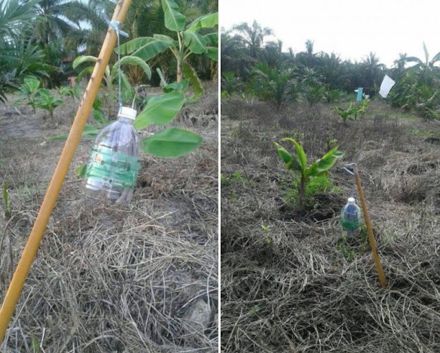 Guna 2 Bahan Ini Hasilkan 'Kencing Harimau' Tiruan. Harus 