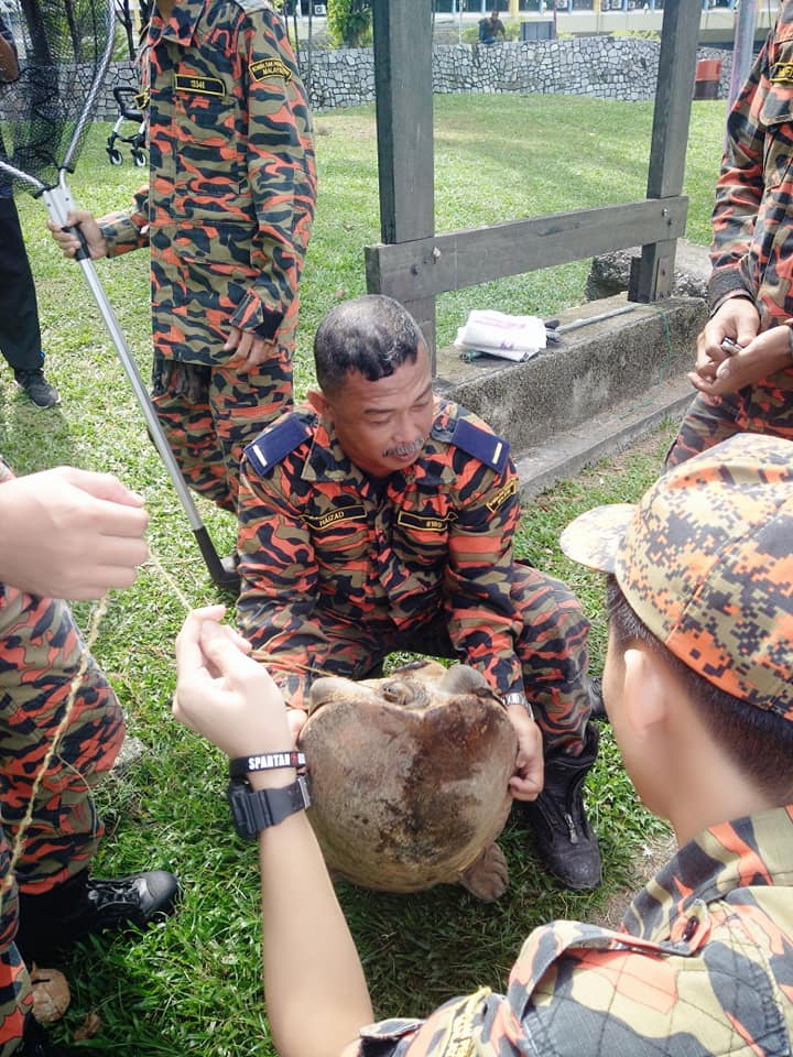 "Walaupun Hanya Seekor Kura-Kura Tapi Dia Bernyawa Juga 