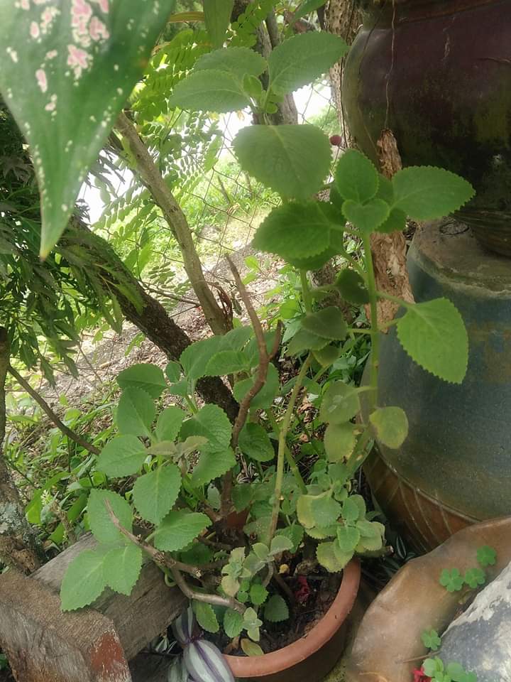 Daun Oregano Bukan Guna Untuk Masakan Barat Je, Tapi Boleh 